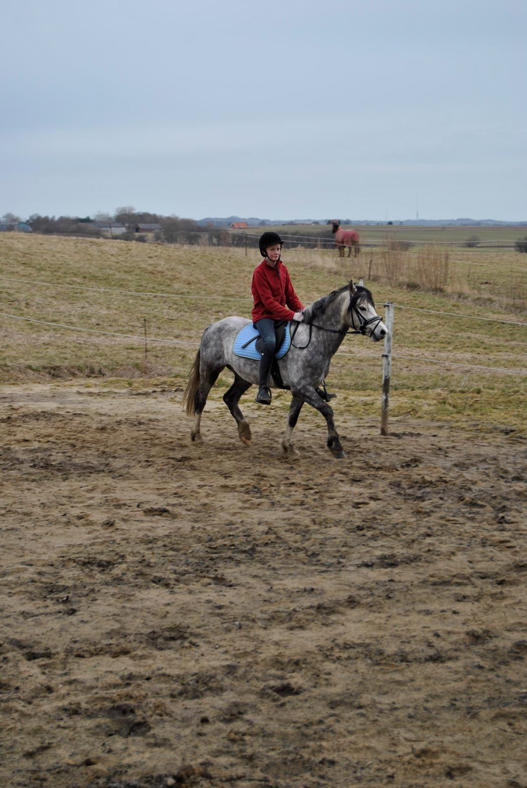 Louise Gregersen & Korreborgs Barolo - Dressurtræning  billede 9