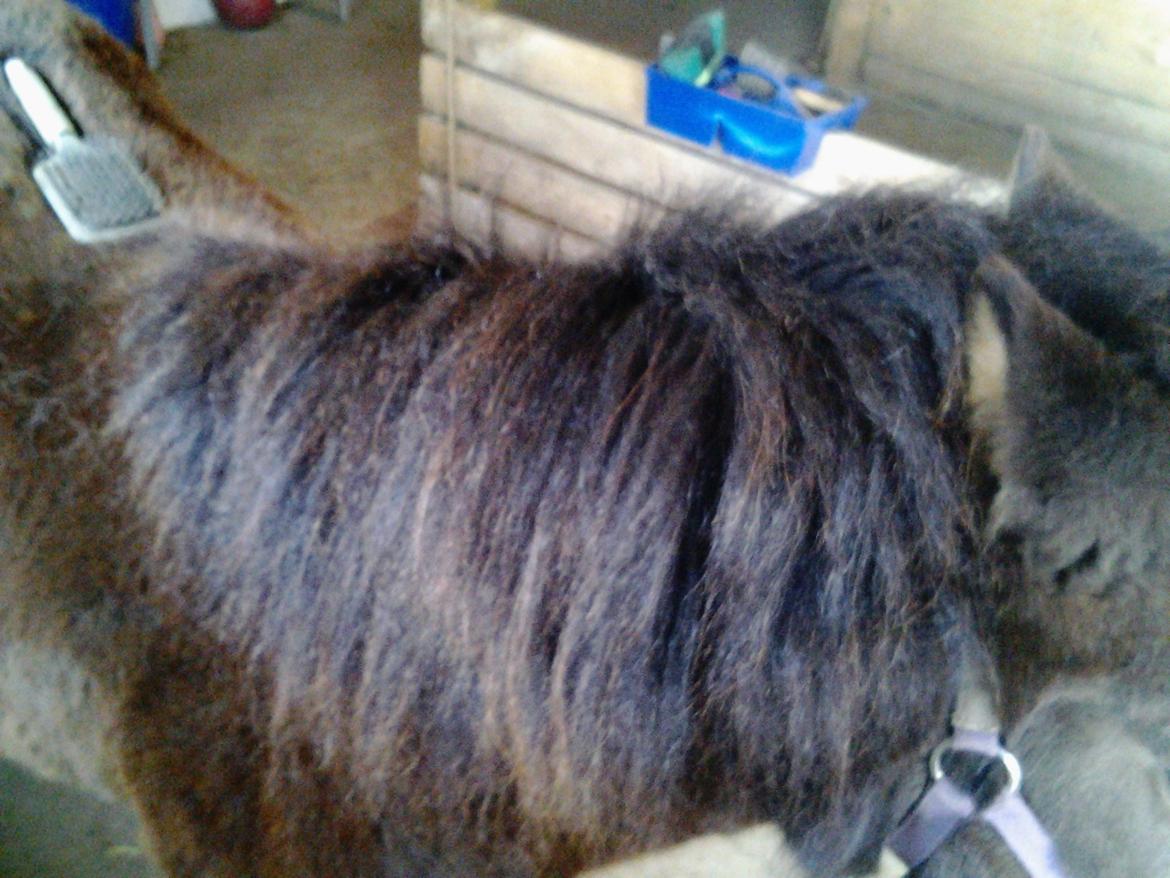 Fletteguide - 2 x fransk fletning -  Inden du begynder at flette, er det en god ide at have striglet hesten ;) billede 2