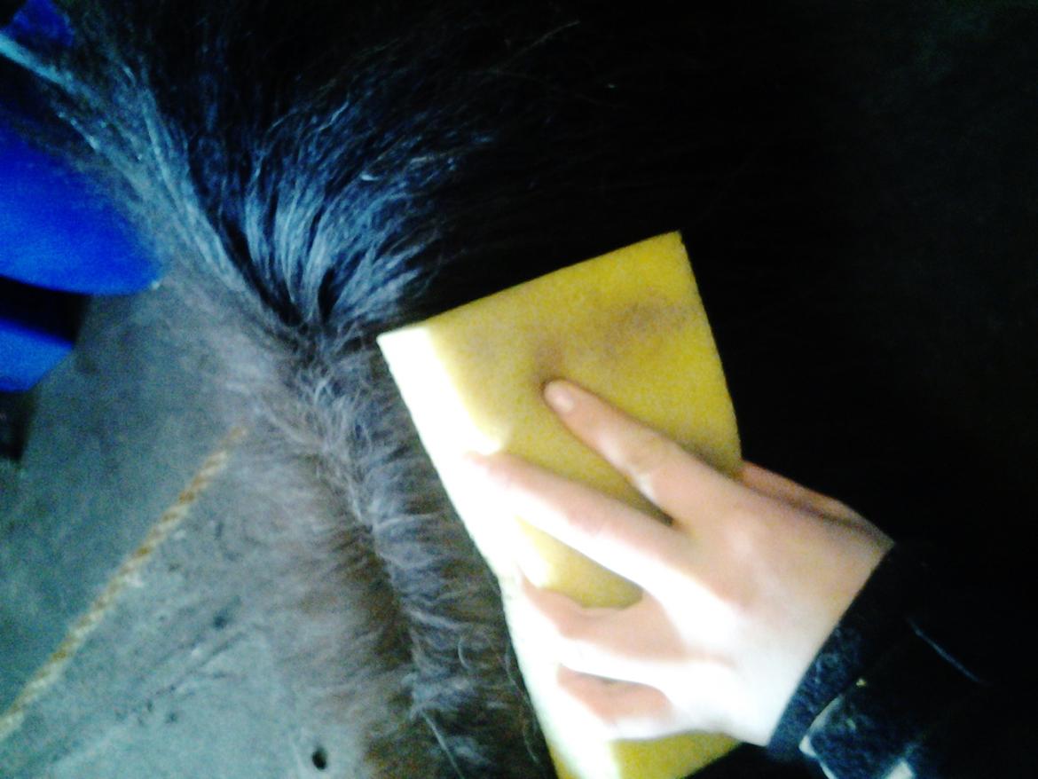 Fletteguide - 2 x fransk fletning - Som det første tager du en svamp og gør manen fugtig. billede 3