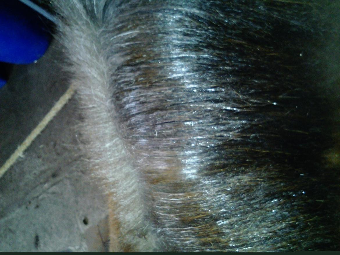 Fletteguide - 2 x fransk fletning - Herefter reder du manen igennem, for at den ikke er filtret, når du skal til at flette. billede 4