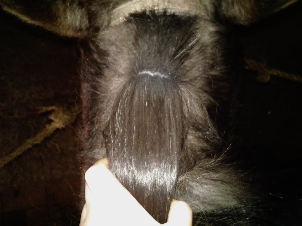 Fletteguide - 2 x fransk fletning - Efter at have redt manen igennem, tager du fat omkring manens start oppe ved hestens hoved, som vist på billedet. billede 5