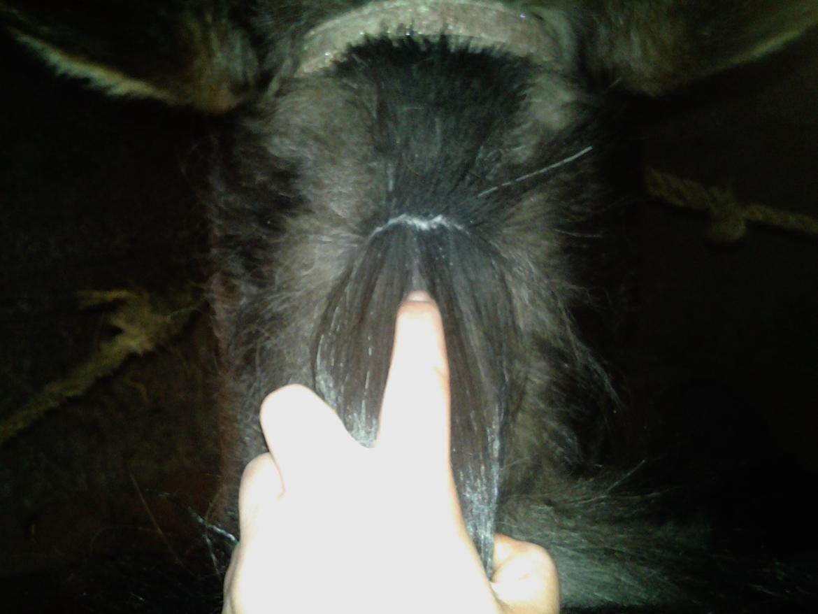 Fletteguide - 2 x fransk fletning - Manen deles i to dele med en finger eller en kam. billede 6