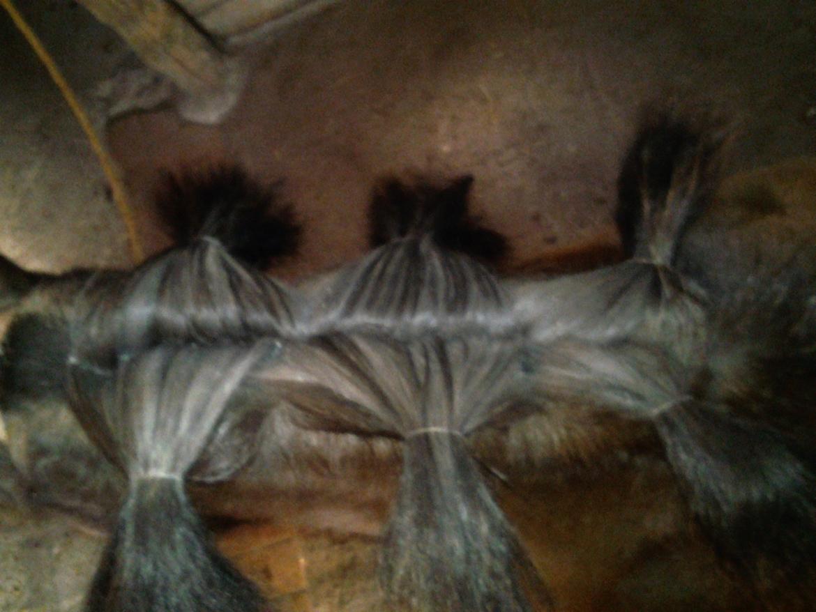 Fletteguide - 2 x fransk fletning - Saml håret i nogle totter, så det er til at holde styr på, når man skal til at flette. billede 8