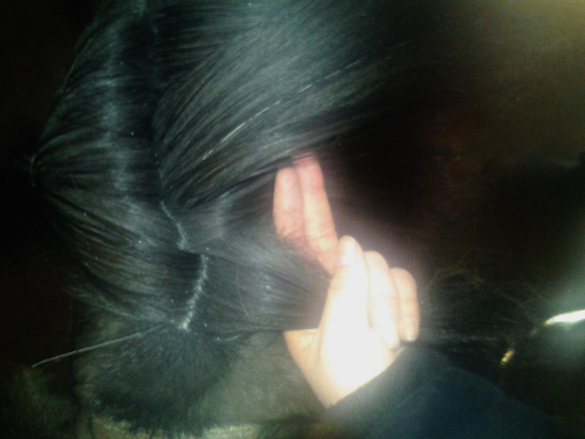 Fletteguide - 2 x fransk fletning - Tag elastikkerne ud i den ene side. Tag en tot ud i starten af manen oppe ved hestens hoved, som det er vist på billedet. billede 9