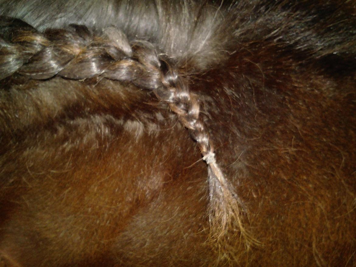 Fletteguide - 2 x fransk fletning - Når der ikke er mere løs man at tage ind i fletningen, laves en alminelig fletning af resten af manen, som vist på billedet. billede 17