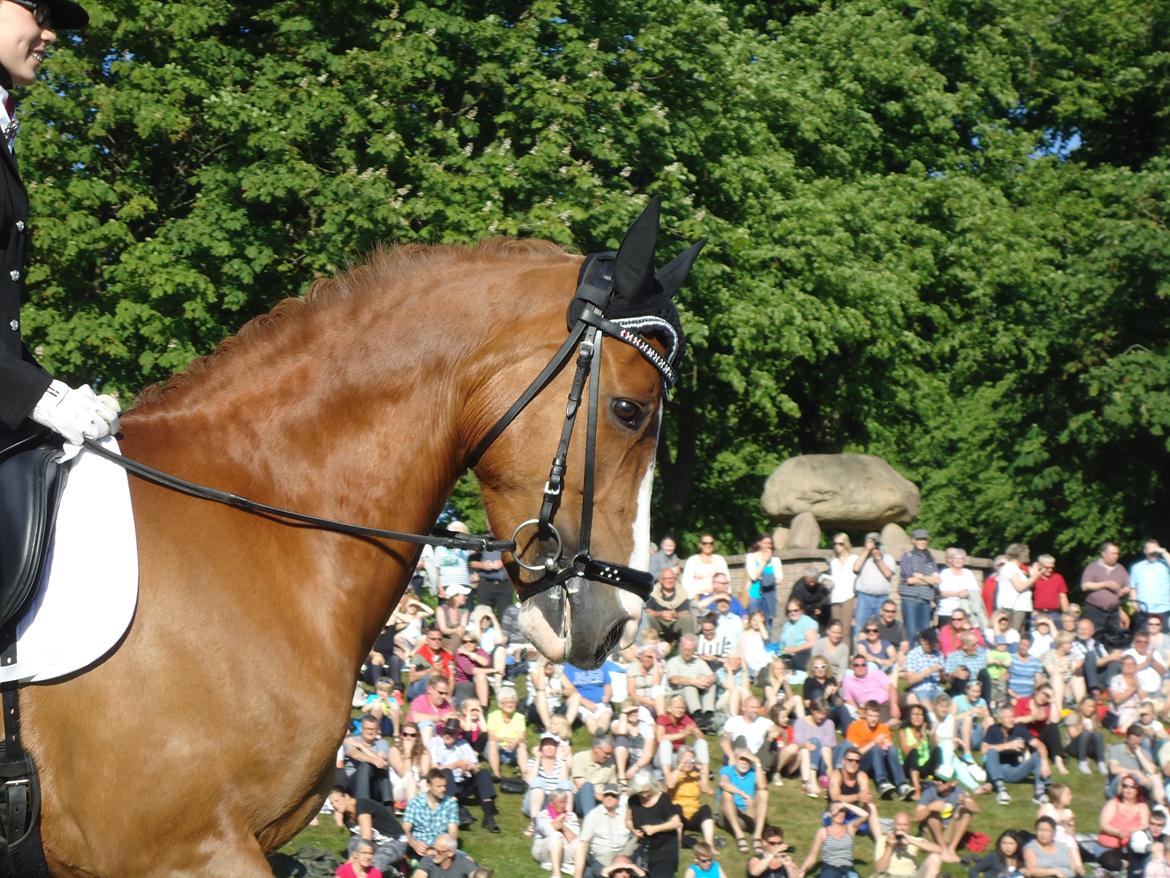 Gardehusarer i Haderslev billede 2