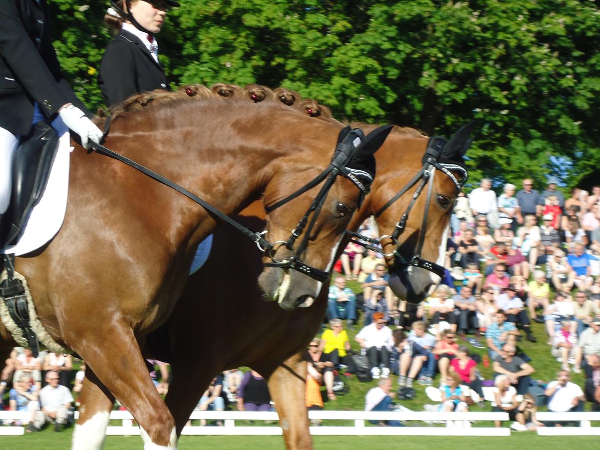 Gardehusarer i Haderslev billede 5