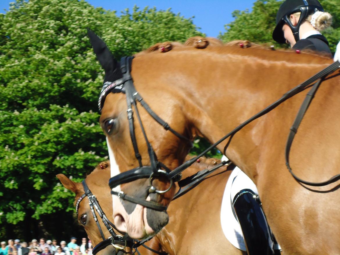 Gardehusarer i Haderslev billede 11
