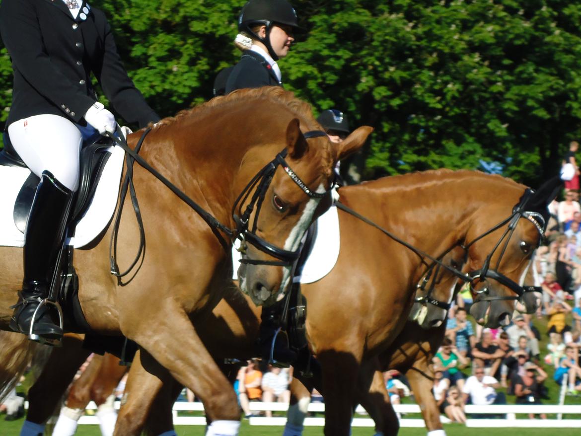 Gardehusarer i Haderslev billede 14