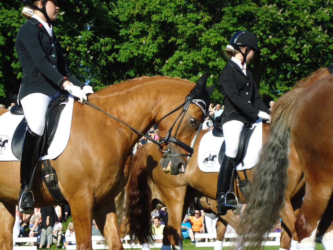 Gardehusarer i Haderslev billede 16