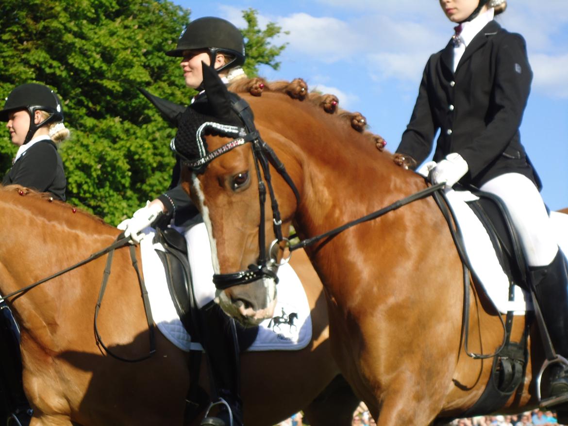 Gardehusarer i Haderslev billede 20