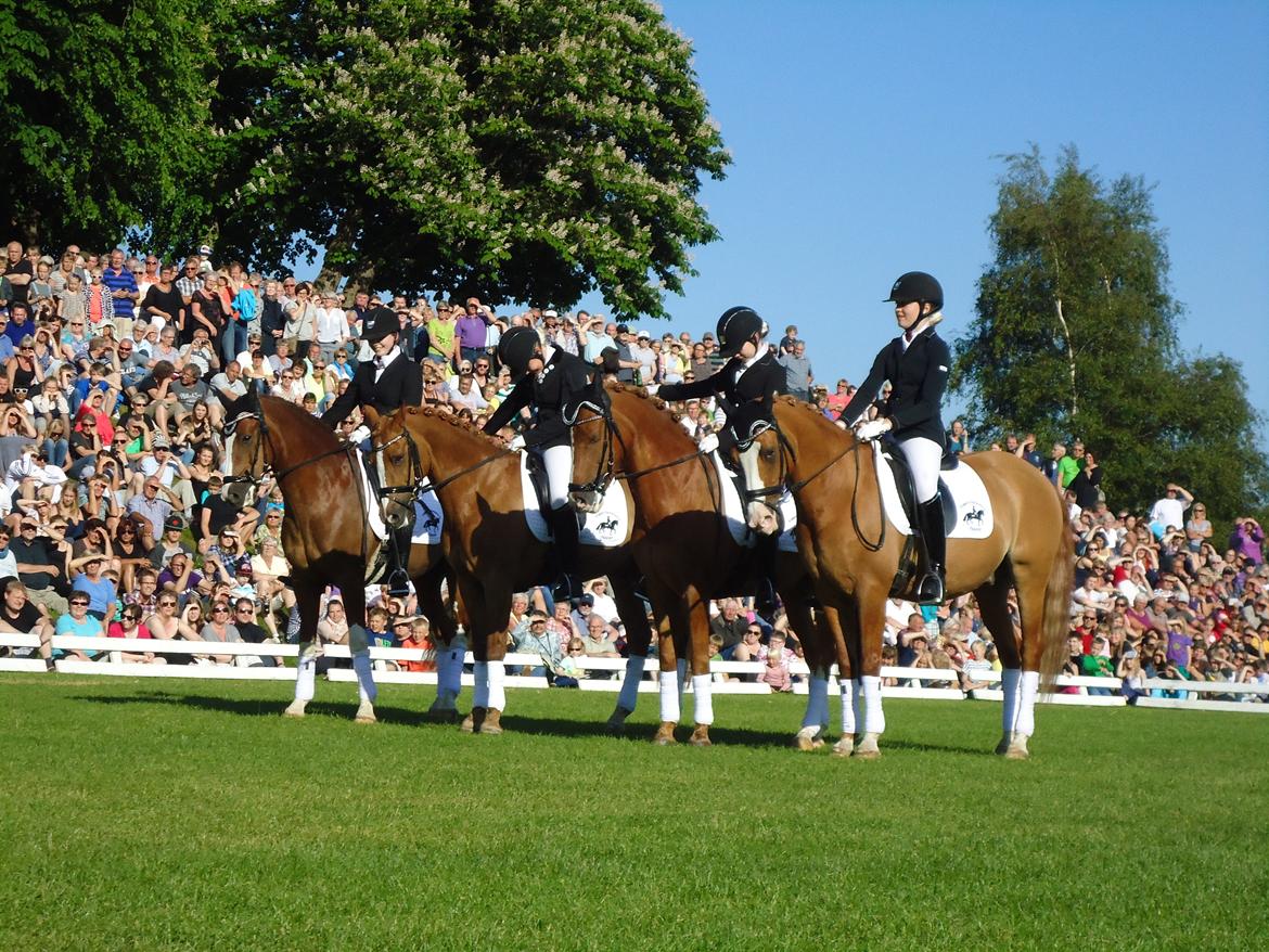Gardehusarer i Haderslev billede 22