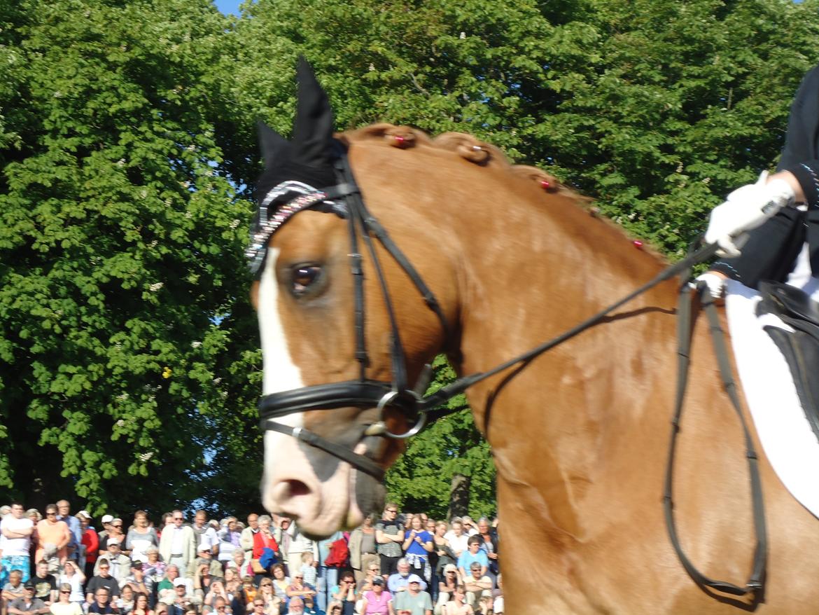 Gardehusarer i Haderslev billede 24