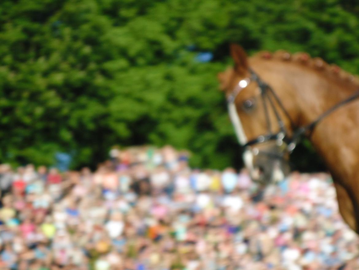 Gardehusarer i Haderslev billede 25