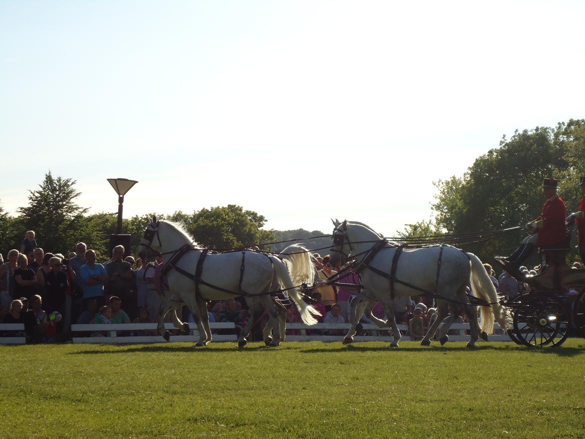 Gardehusarer i Haderslev billede 27