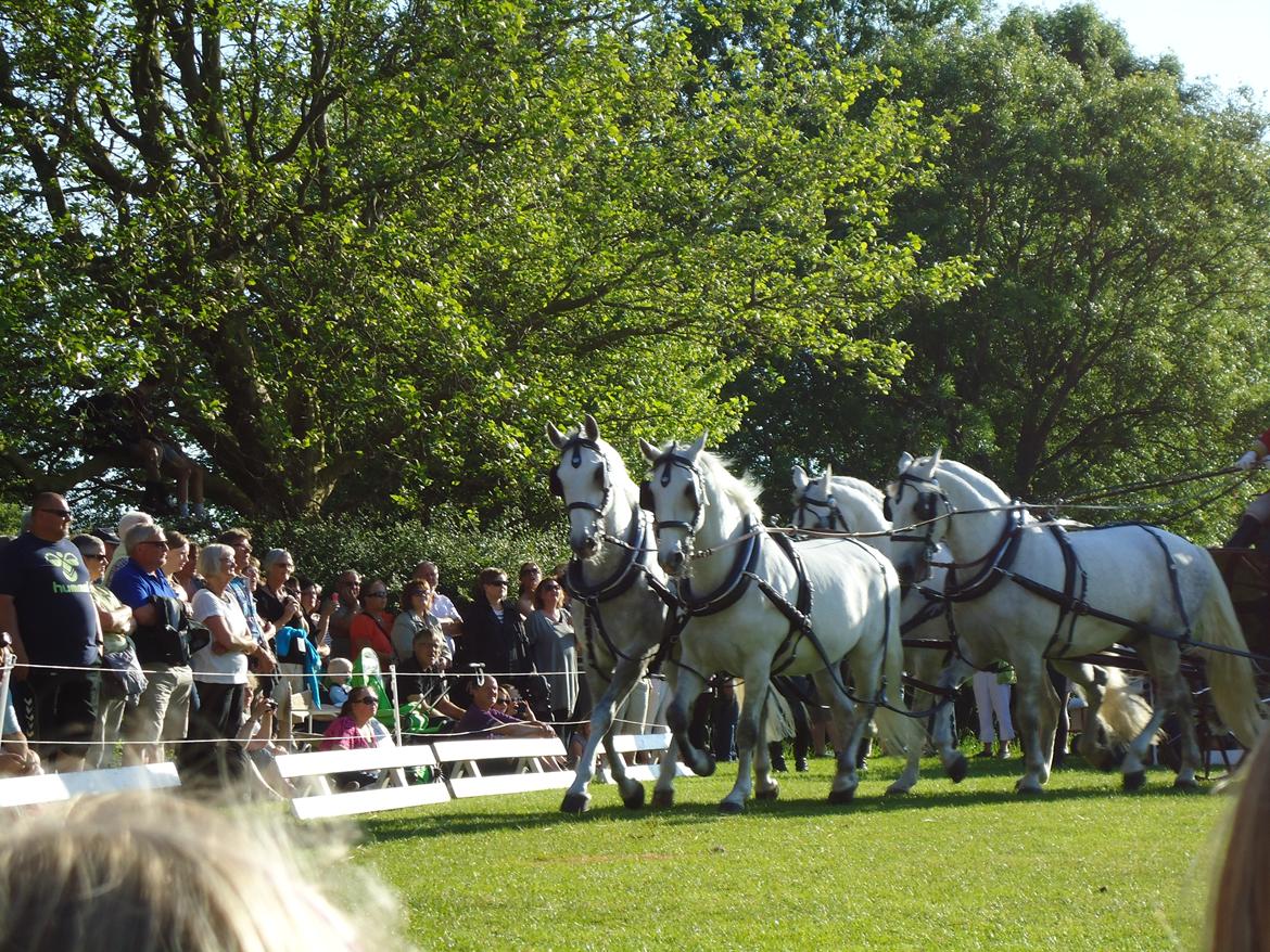 Gardehusarer i Haderslev billede 29