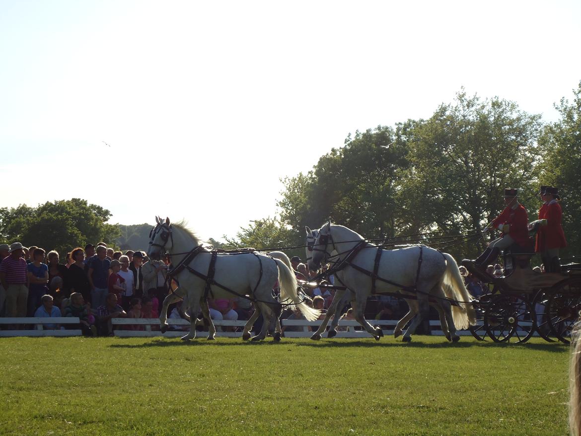 Gardehusarer i Haderslev billede 30