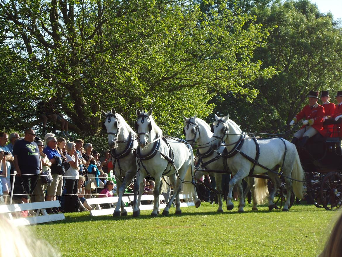 Gardehusarer i Haderslev billede 31