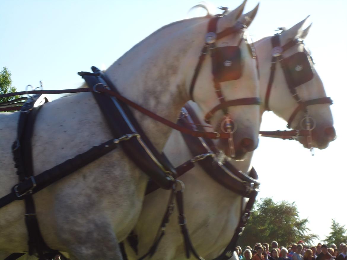 Gardehusarer i Haderslev billede 32