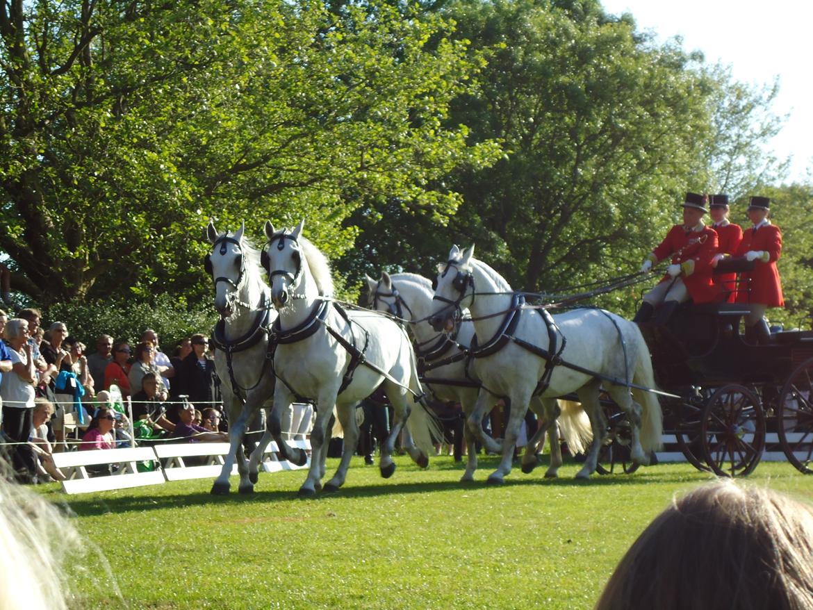 Gardehusarer i Haderslev billede 33