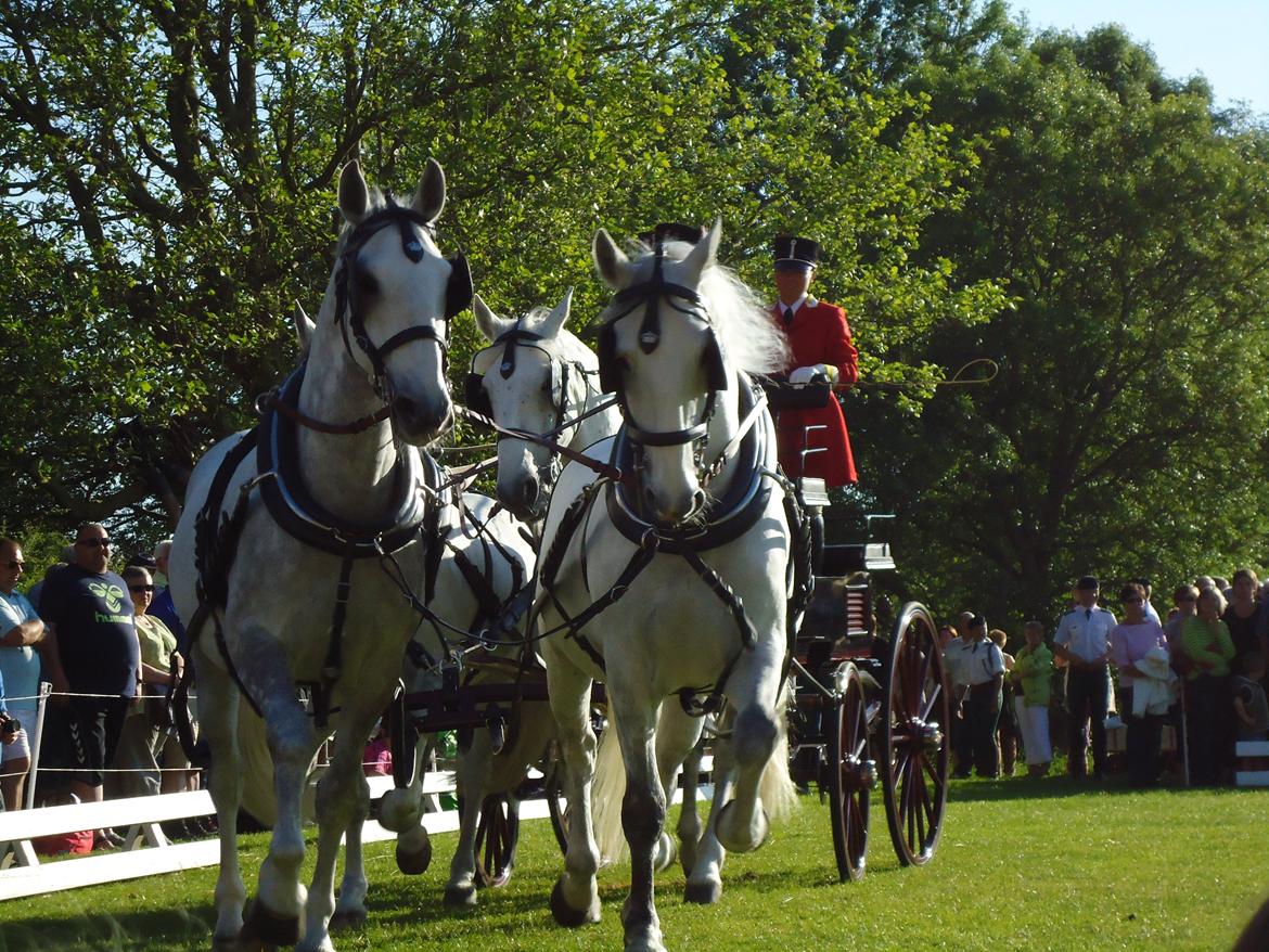 Gardehusarer i Haderslev billede 35