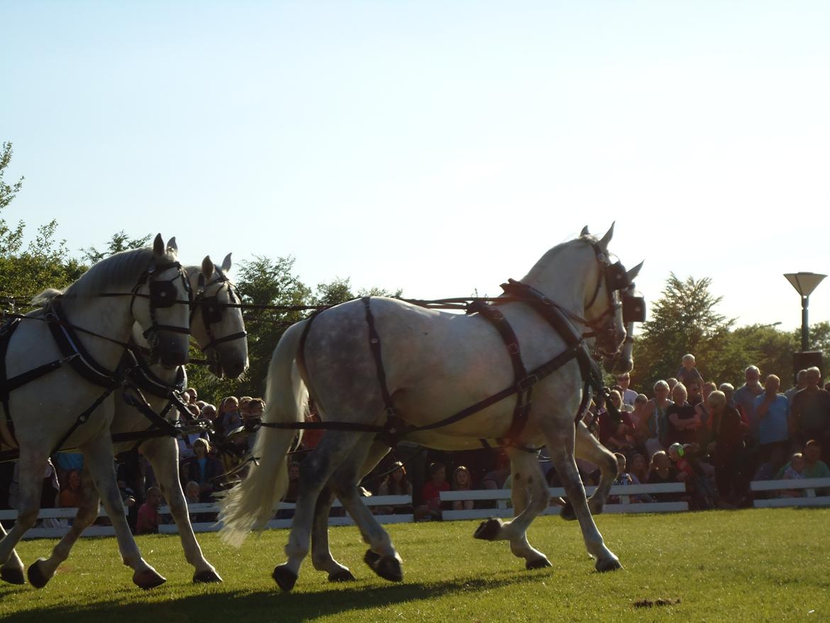Gardehusarer i Haderslev billede 36
