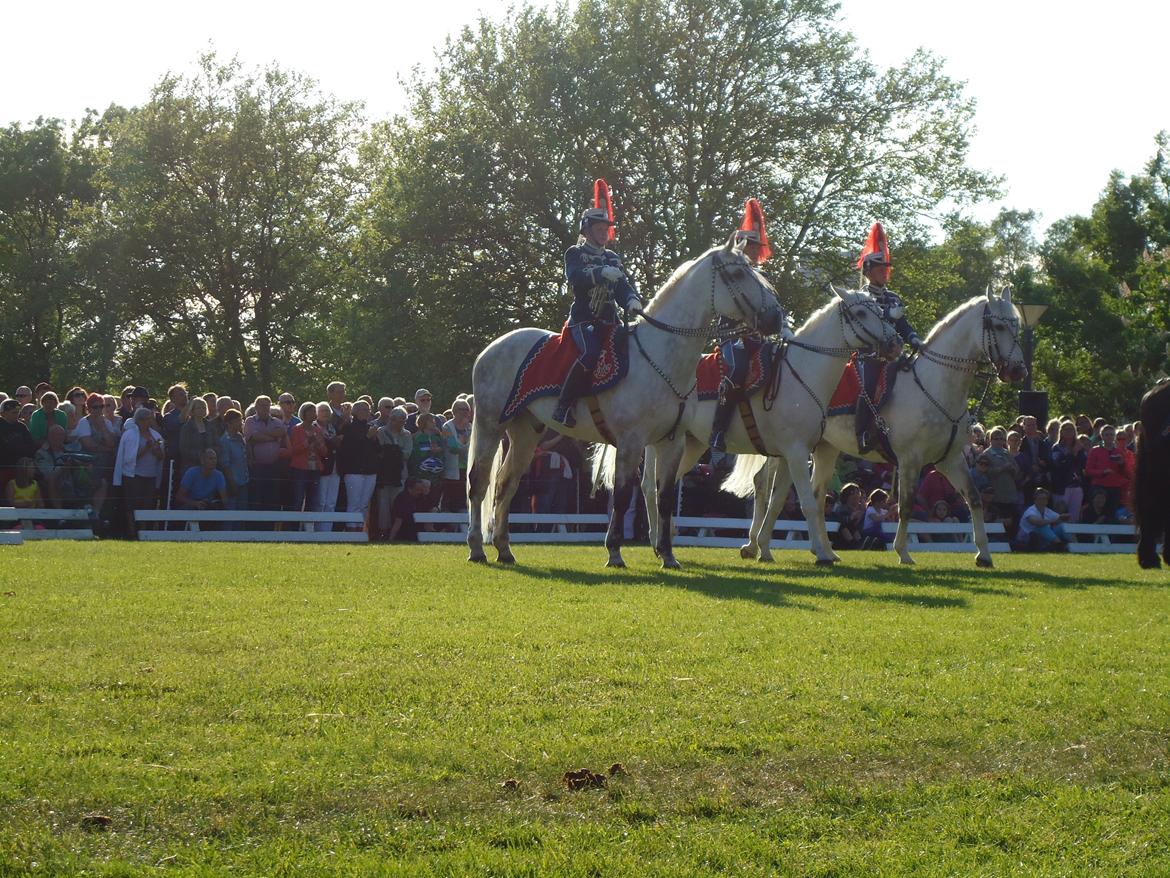 Gardehusarer i Haderslev billede 48