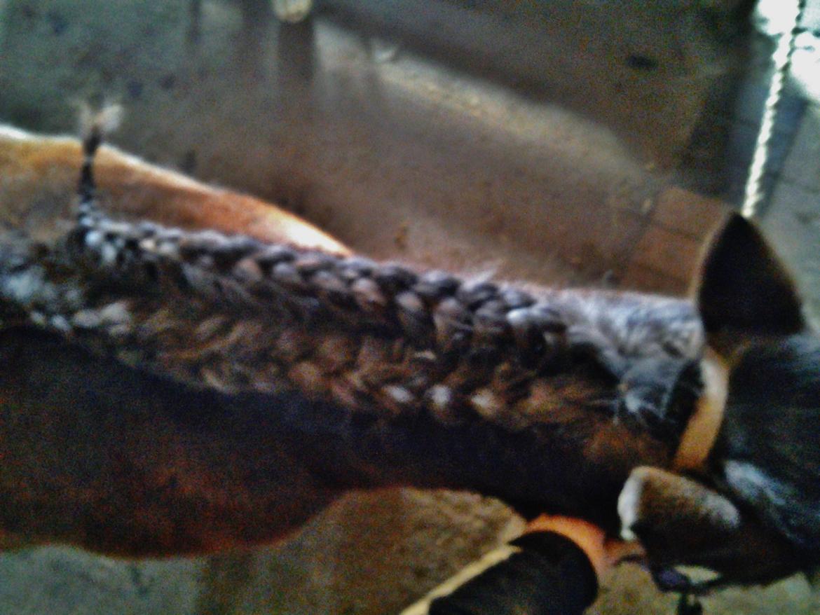 Fletteguide - 2 x fransk fletning - Fletteguide - 2 x fransk fletning ~ Fletningen er god til heste/ponyer med en tyk, middel lang til lang man :) billede 1