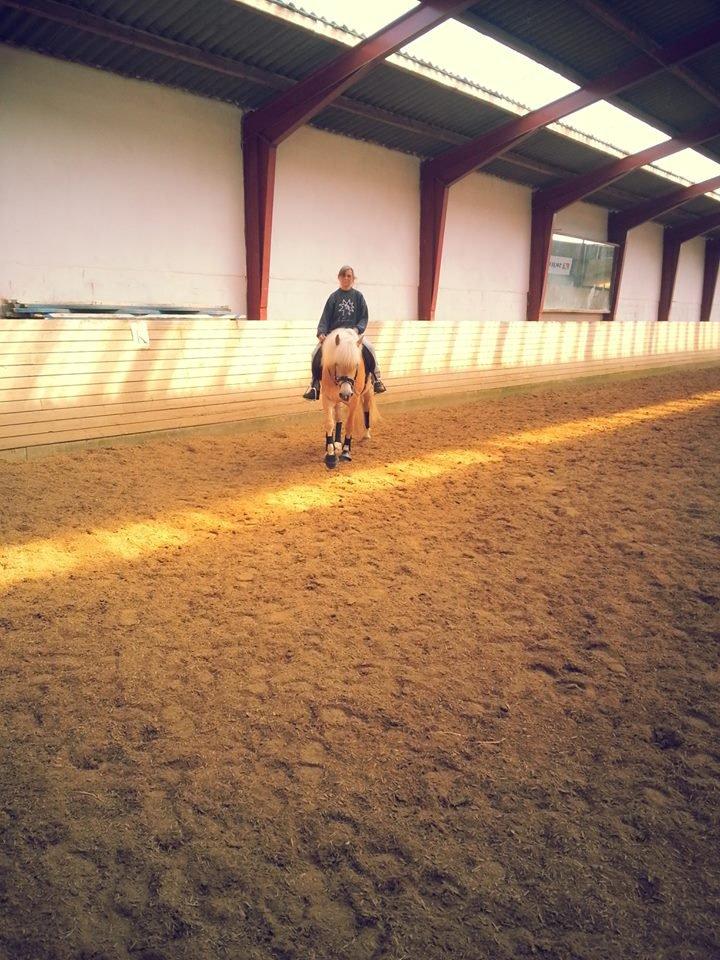 Suesette 2013 Andrup Ridecenter  billede 6