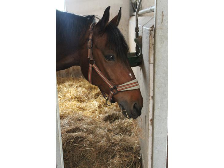 {{currentPhoto.altText}} billede {{currentPhoto.number}}