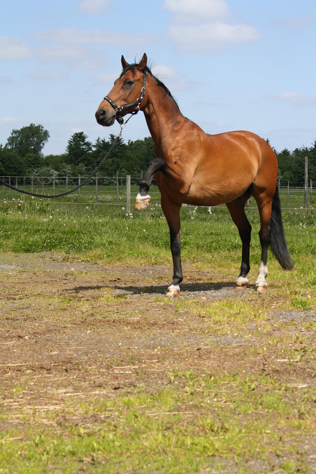 Skønneste Prunse billede 2