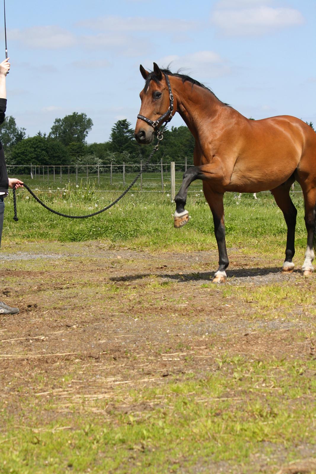 Skønneste Prunse billede 3