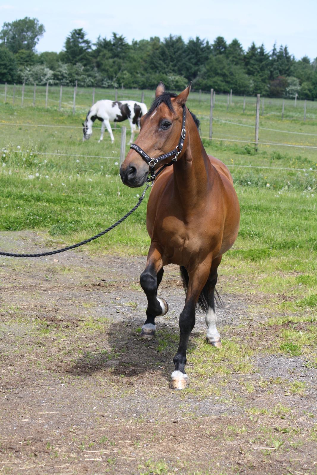 Skønneste Prunse billede 4