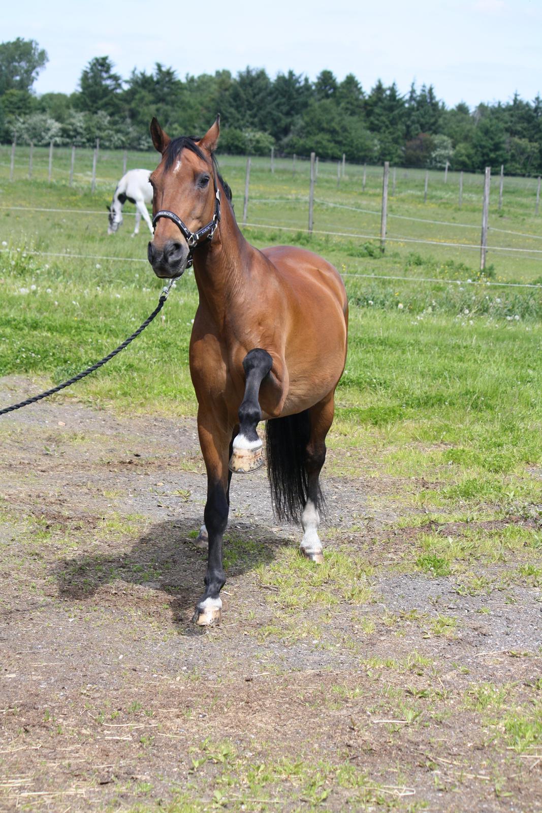 Skønneste Prunse billede 5