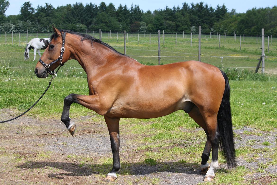 Skønneste Prunse billede 6