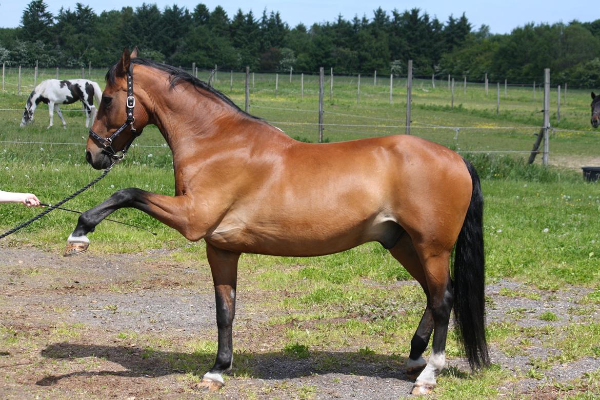 Skønneste Prunse billede 7