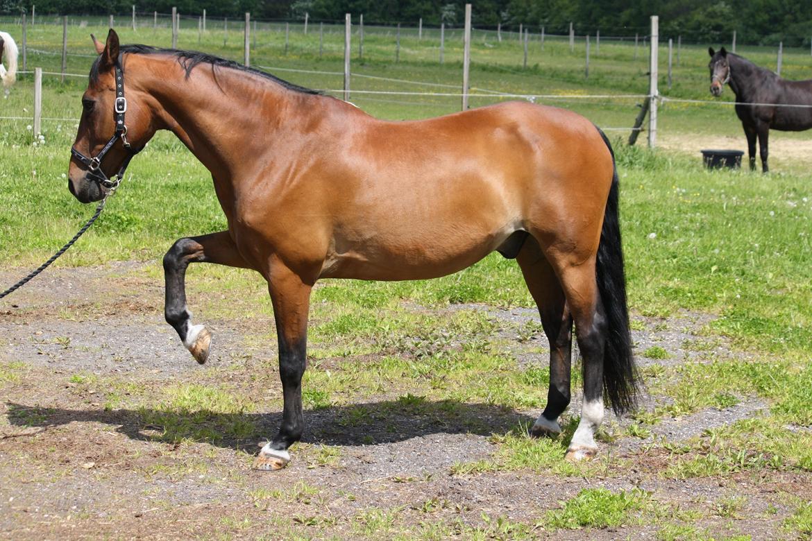 Skønneste Prunse billede 8