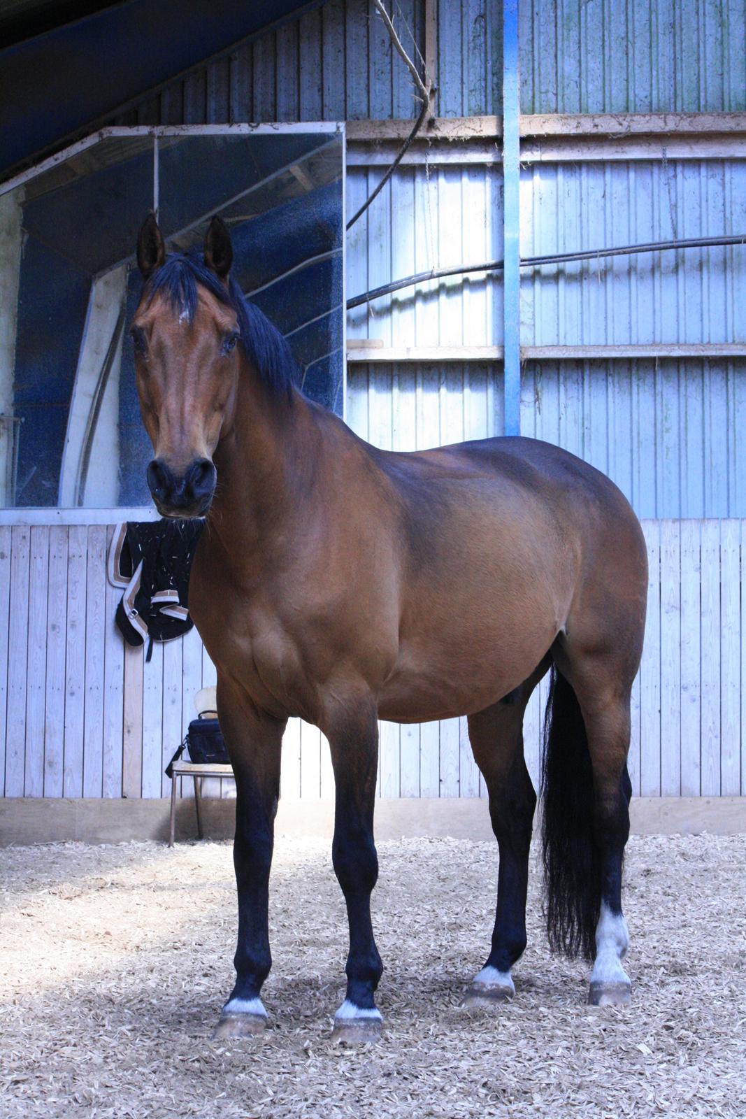 Skønneste Prunse billede 17