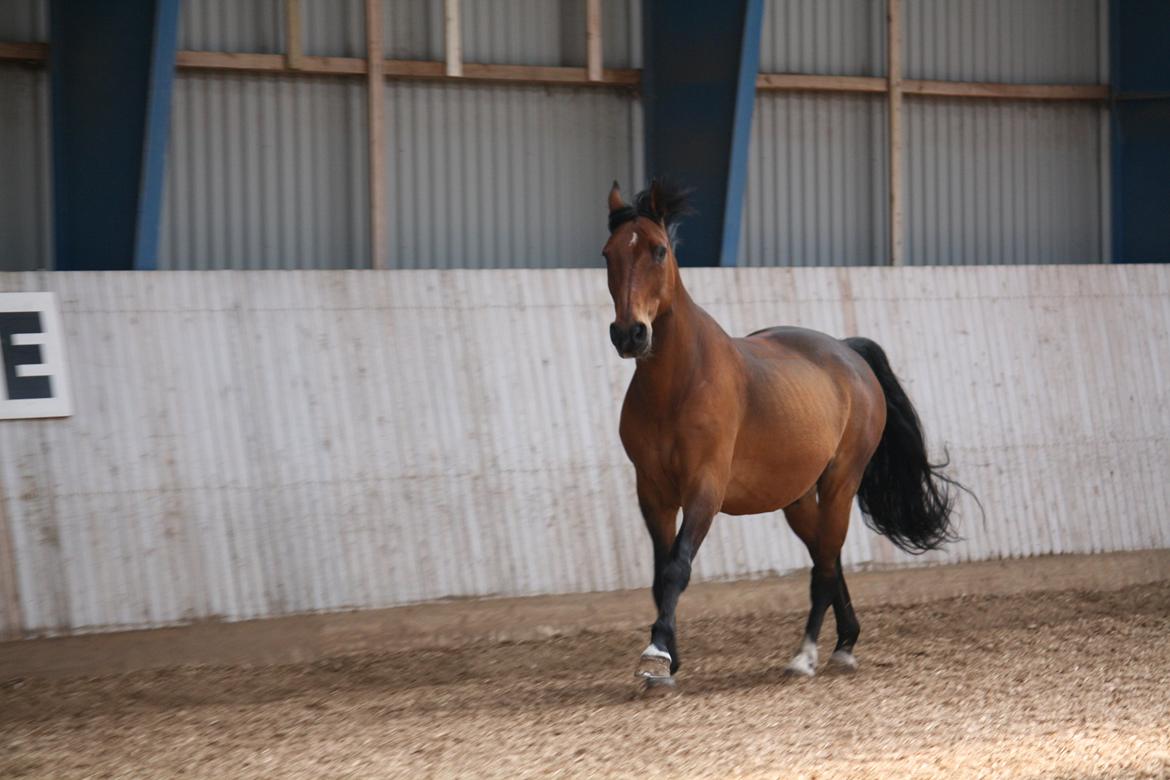 Skønneste Prunse billede 18