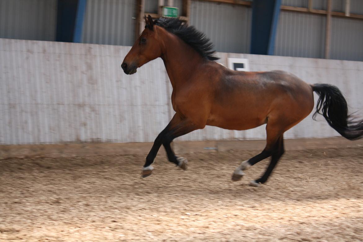 Skønneste Prunse billede 19