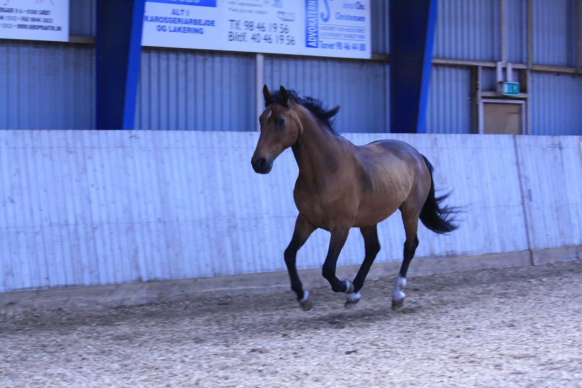 Skønneste Prunse billede 20