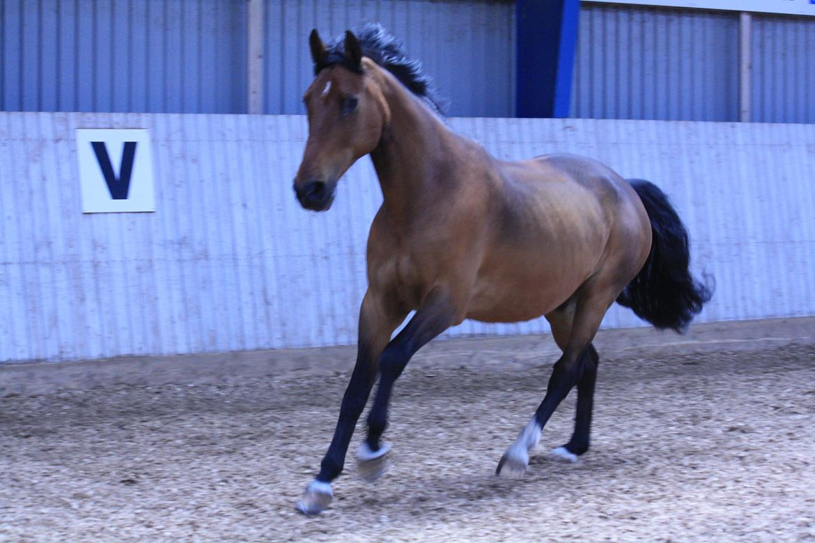 Skønneste Prunse billede 21