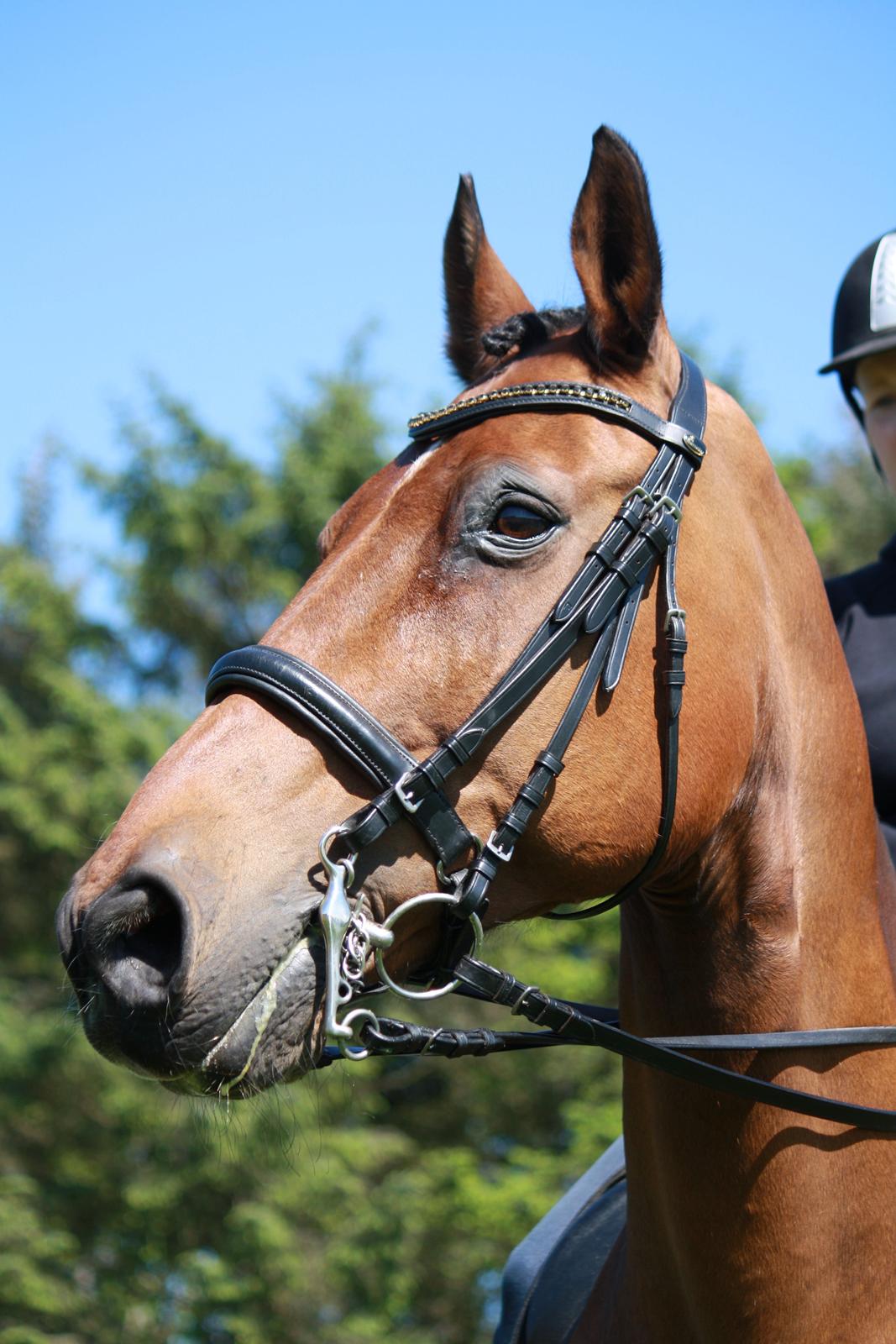 Skønneste Prunse billede 23