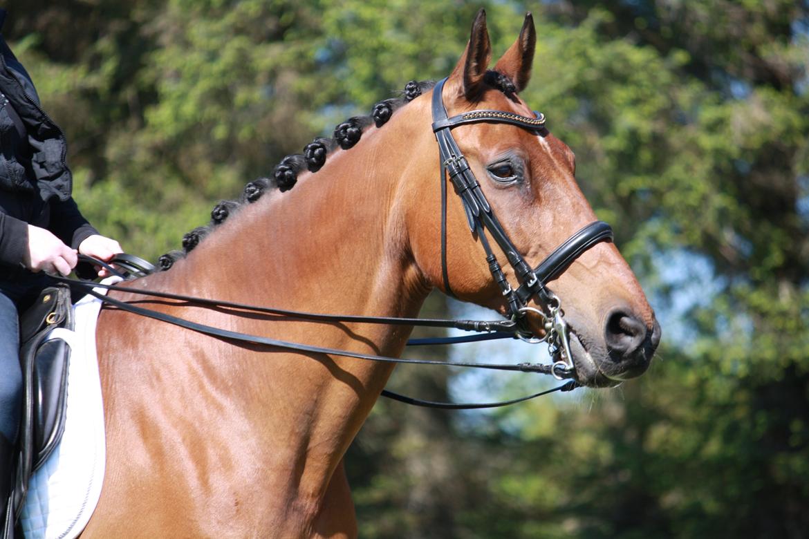 Skønneste Prunse billede 24