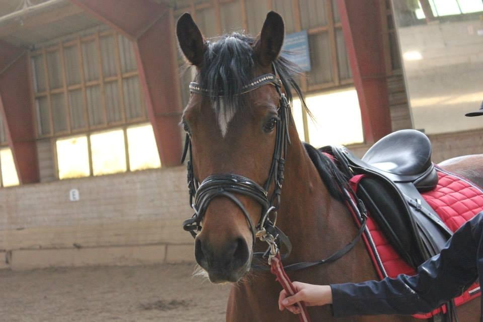 Kavsgaards Geisha billede 3