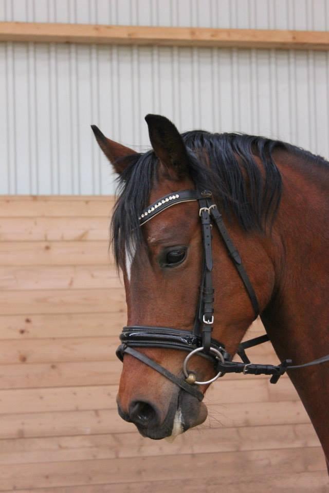 Kavsgaards Geisha billede 4