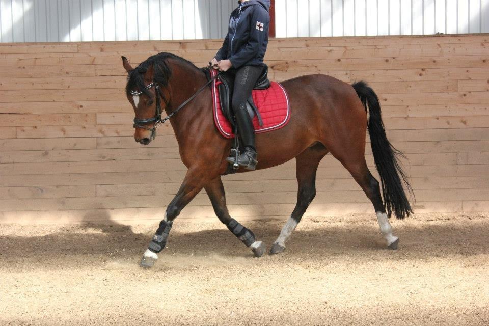 Kavsgaards Geisha billede 6