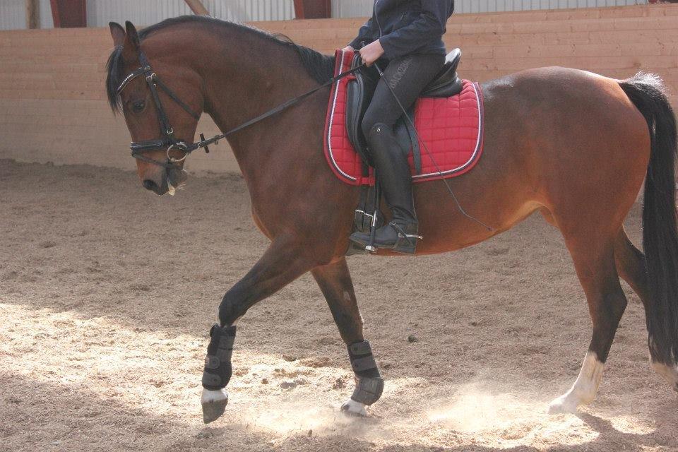 Kavsgaards Geisha billede 7