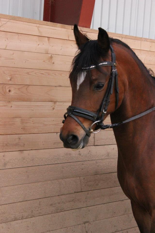 Kavsgaards Geisha billede 8