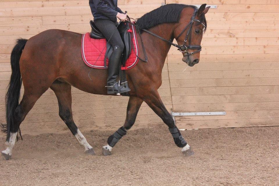 Kavsgaards Geisha billede 10